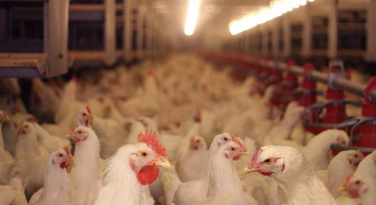 770-420-pollos-reino-unido.jpg