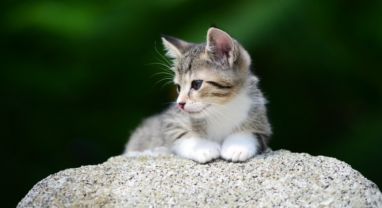 gato-dreamstime.jpg