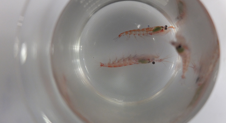 krill-gentileza.centro-ideal.png