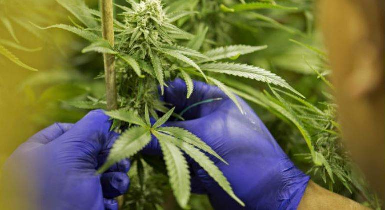 marihuana-770x420.jpg