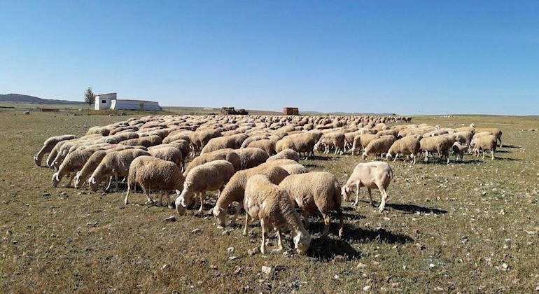ovejas-campo-efe.jpg