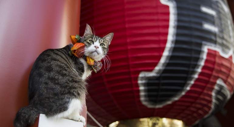 Un-gato-delante-de-un-faro-japones-iStock.jpg