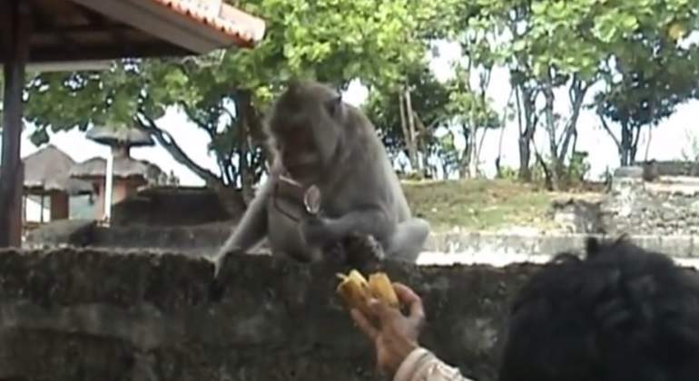 mono-gafas-platano.jpg