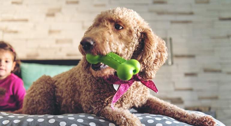 Un-perro-con-lazo-jugando-con-un-hueso-de-goma-iStock.jpg
