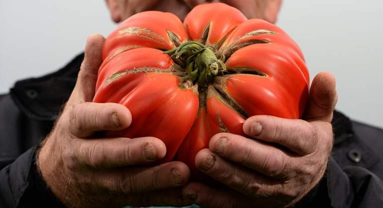 Tomate-cerca.jpg