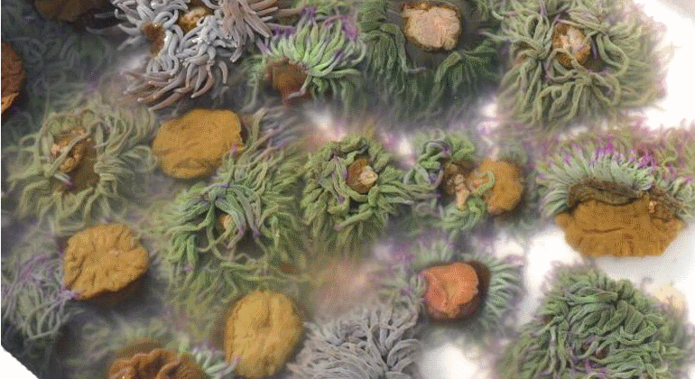 770x420-ortiguillas-nueva-plato-a-domicilio-el-rincon-de-huelva.gif
