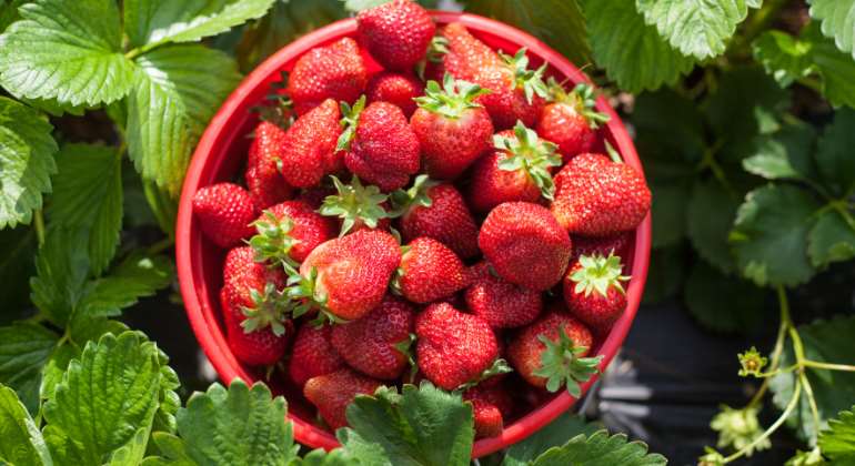 fresas-cultivo-770-istock.jpg