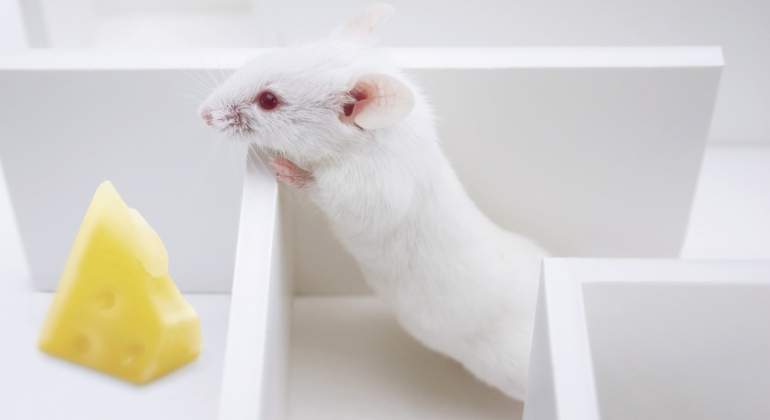 raton-queso-dreamstime.jpg