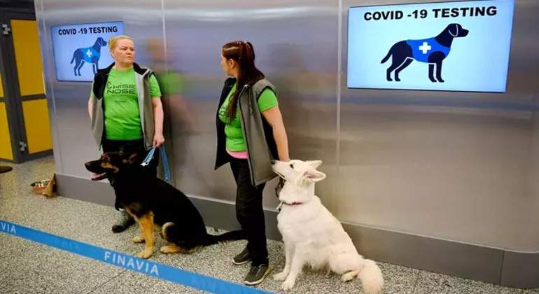 canarias-perros.jpg
