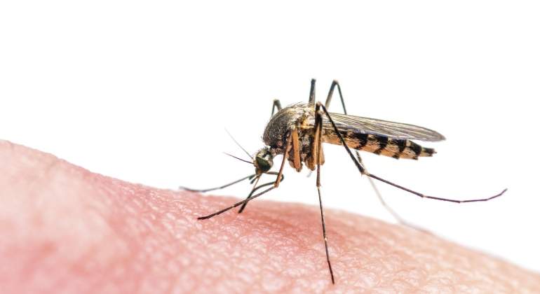 zika-istock.jpg