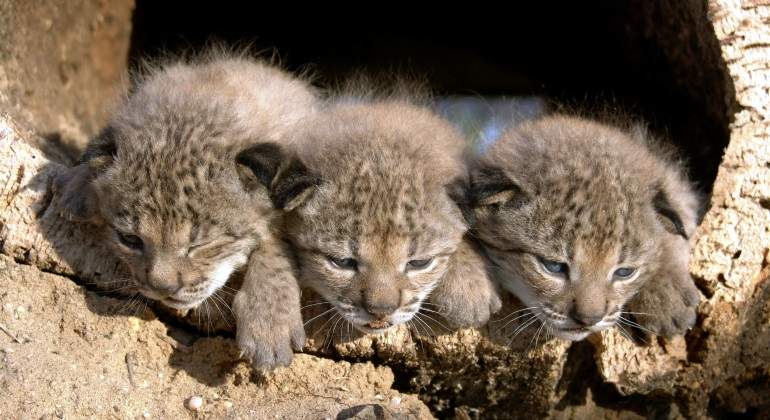lince-iberico.jpg