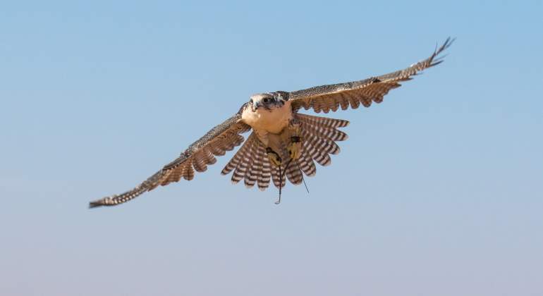 halcon-inicia-vuelo.jpg