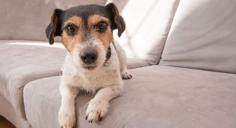 Un-perro-de-color-blanco-mirando-desde-un-sofa-iStock.jpg