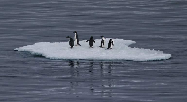 cambio-climatico-pinguinos-getty.jpg