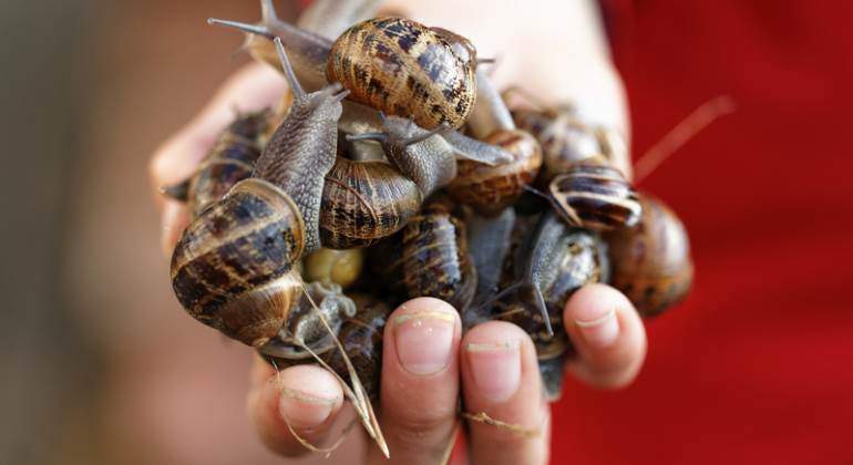 caracoles-mano-770-dreamstime.jpg