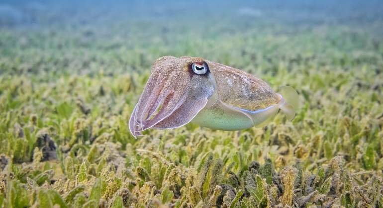 Una-pequena-sepia-nadando-en-el-mar-iStock.jpg