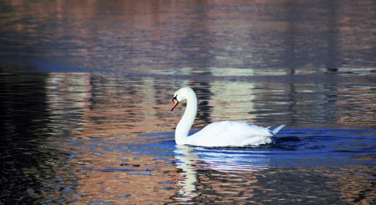 cisne-dreamstime-770x420.jpg