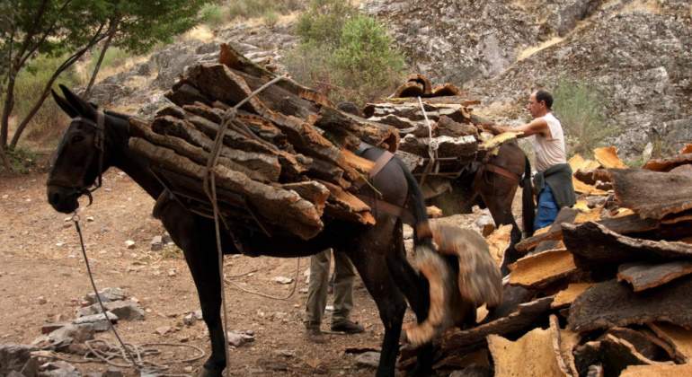 mula-cargando-corcho.jpg