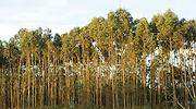 Las empresas quieren reforestar contra el cambio climático