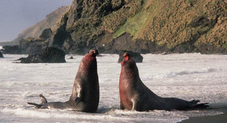 leones-marinos-sur-770x420-wikipedia.jpg