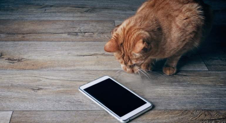gato-smartphone-movil-dreams.jpg