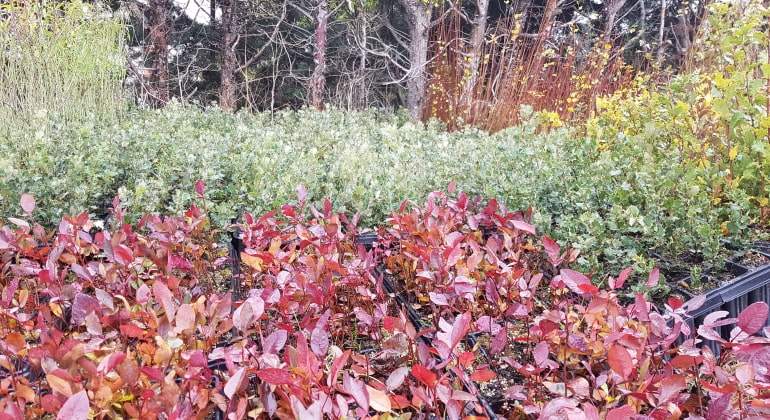 Proyecto de reforestacin de Sylvestris