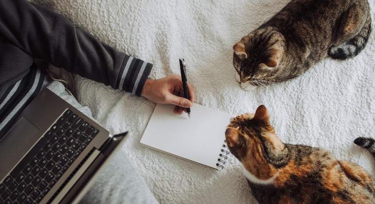 teletrabajo-gatos-istock.jpg