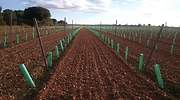 Avalancha de nuevas plantaciones de viñedo en la Denominación de Origen Rueda