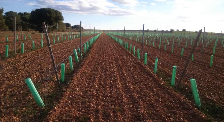 vinedosnuevasplantaciones.JPG