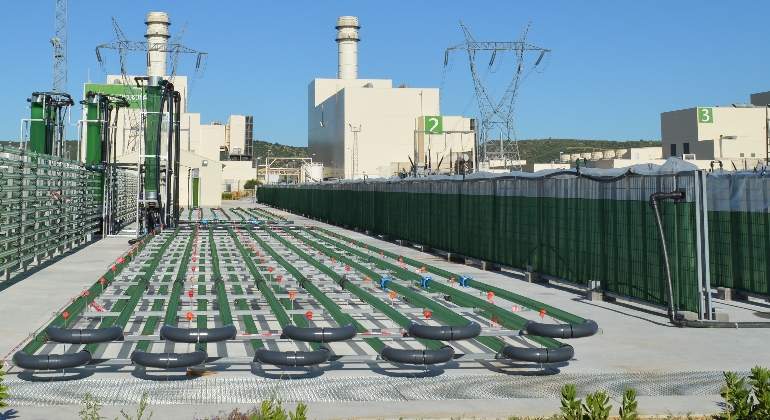 algaenergy.jpg