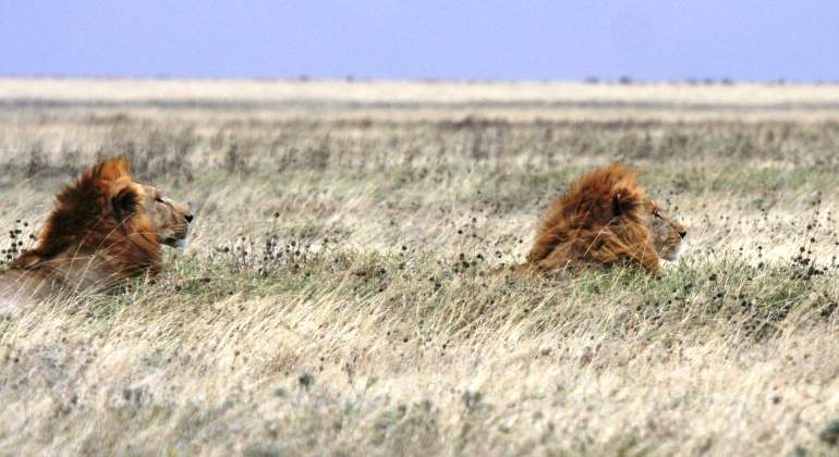 leones-sudafrica-dreamstime.jpg
