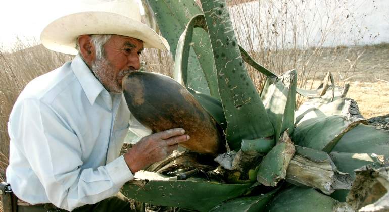 agave-mexico-reuters