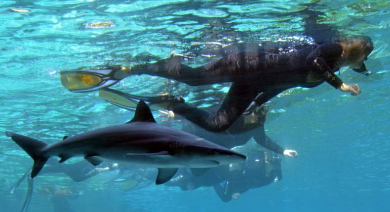 buceo-con-tiburones-770.jpg