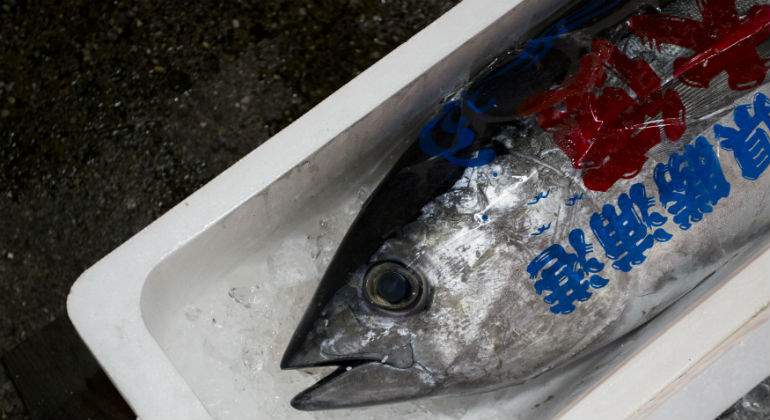 Toyosu-Tsukiji-mercado-pescado.jpg