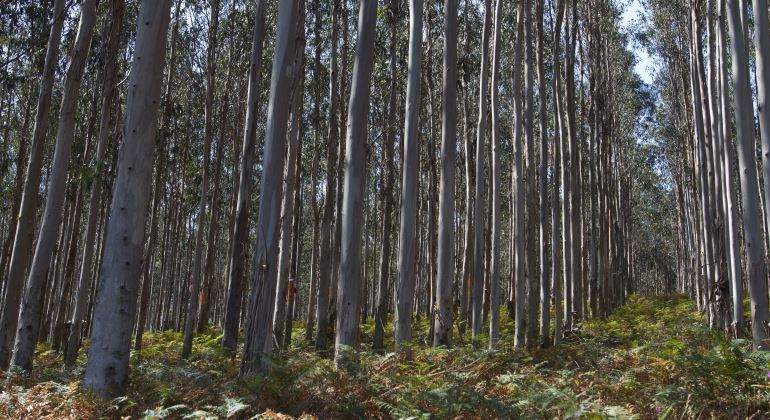 bosque-arboles-770.jpg
