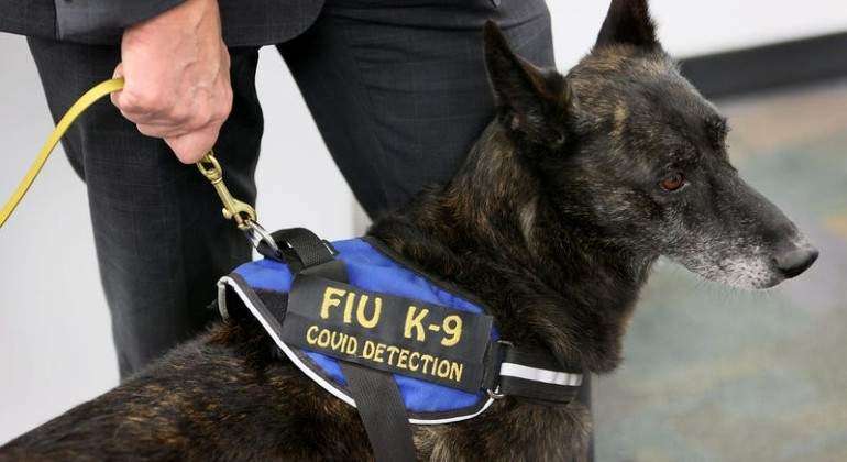 perro1-1.jpg