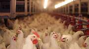 Nuevo efecto colateral del Brexit: Reino Unido se queda sin pollo y puede que sin pavo para Navidad