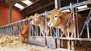 Los ganaderos de vacuno de carne denuncian que los cambios de Planas en la PAC cerrarán muchas explotaciones