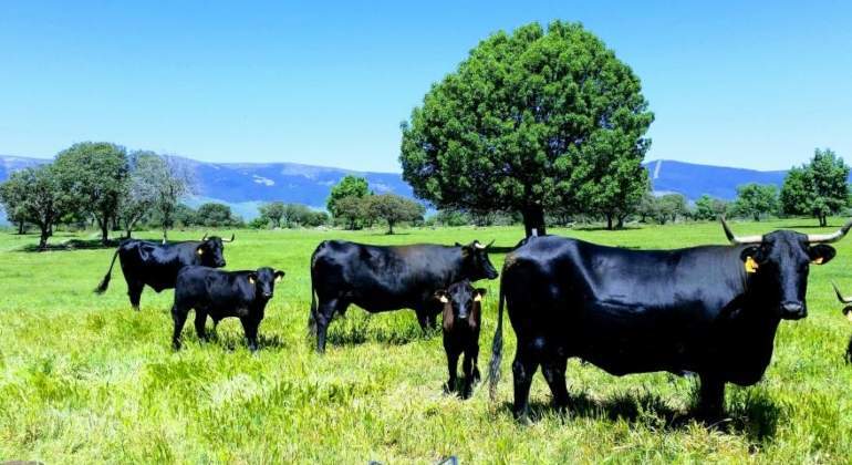 toro-en-el-campo-madrid