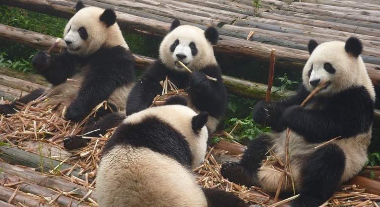 osos-panda-770x420-pixabay.jpg