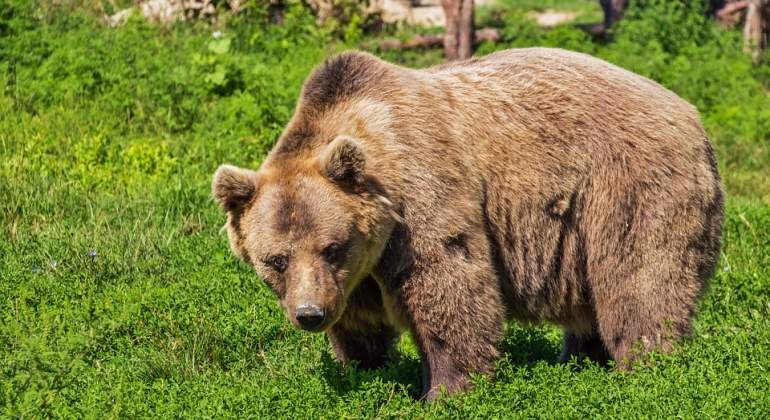 oso-pardo-pixabay.jpg