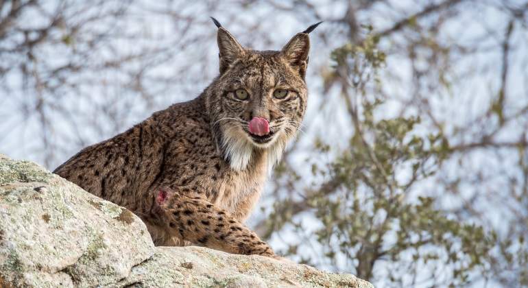 lince-iberico-relame.jpg
