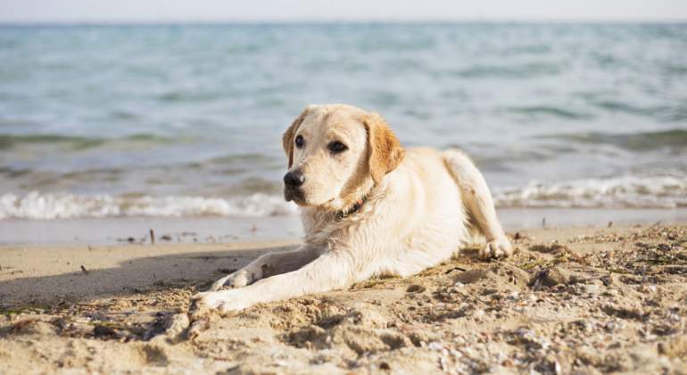 perro-virus.jpg