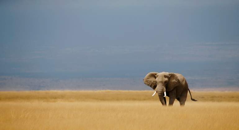 elefante-reuters.jpg