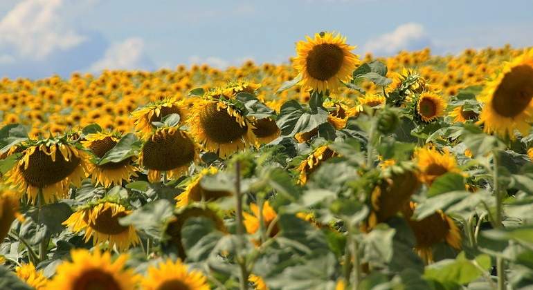 girasol.jpg