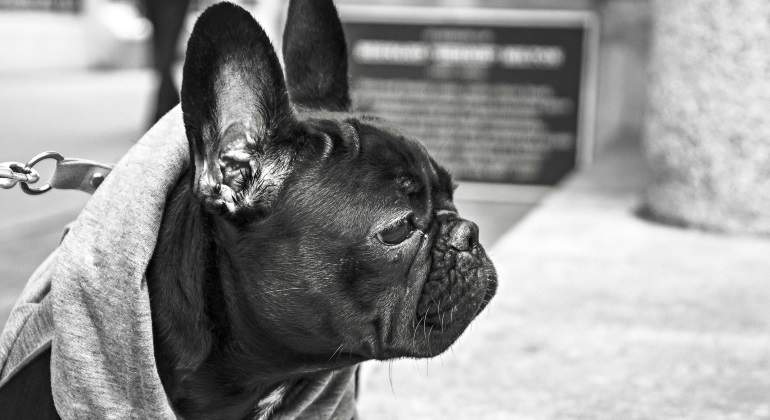 perro-sudadera-pixabay.jpg