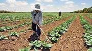 El campo necesita 25.000 trabajadores, pero el ingreso mínimo frena su llegada