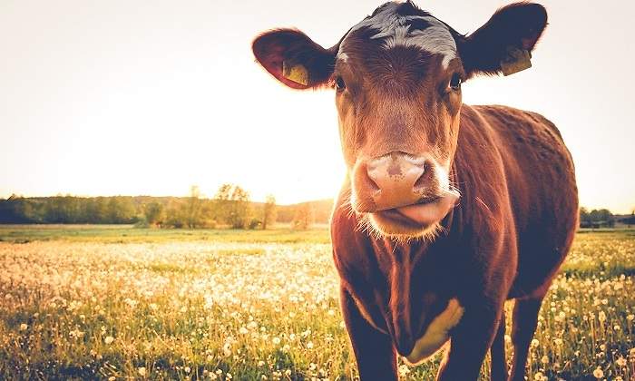 vaca.jpg
