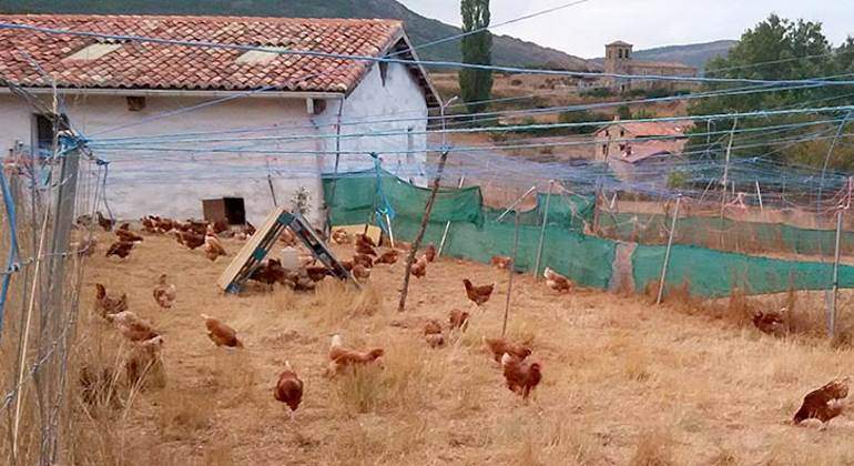 gallinas-felices-770.jpg