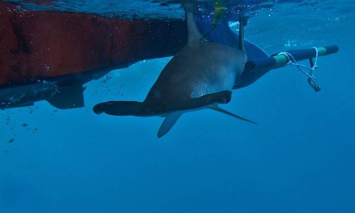 tiburones-angelote-canarias-jpg.jpg
